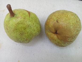 pear01.jpg