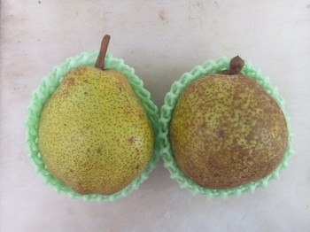 pear02.jpg